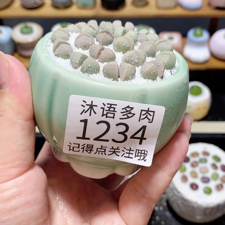 带盆土植物 精美盆栽1234
