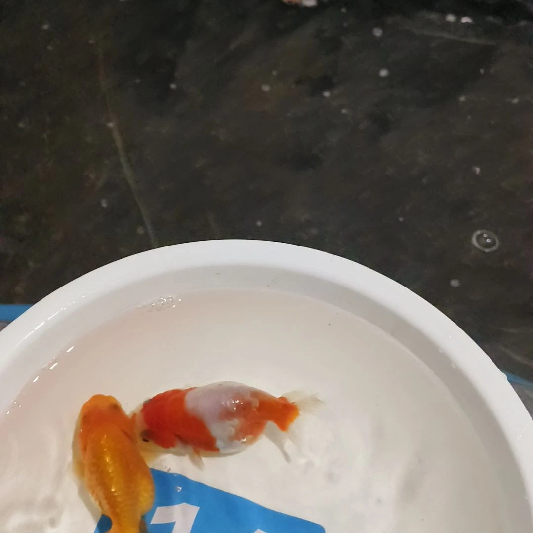 柠***8金鱼金鱼金鱼金鱼金鱼14