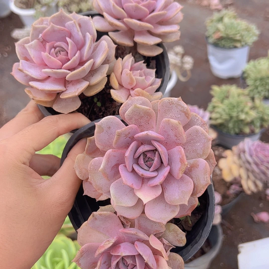 粉蝶双头起发精品老桩二盆