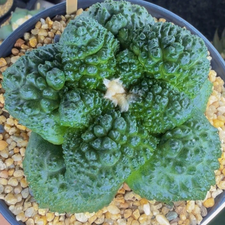 大蛤蟆哥斯拉圆肥厚