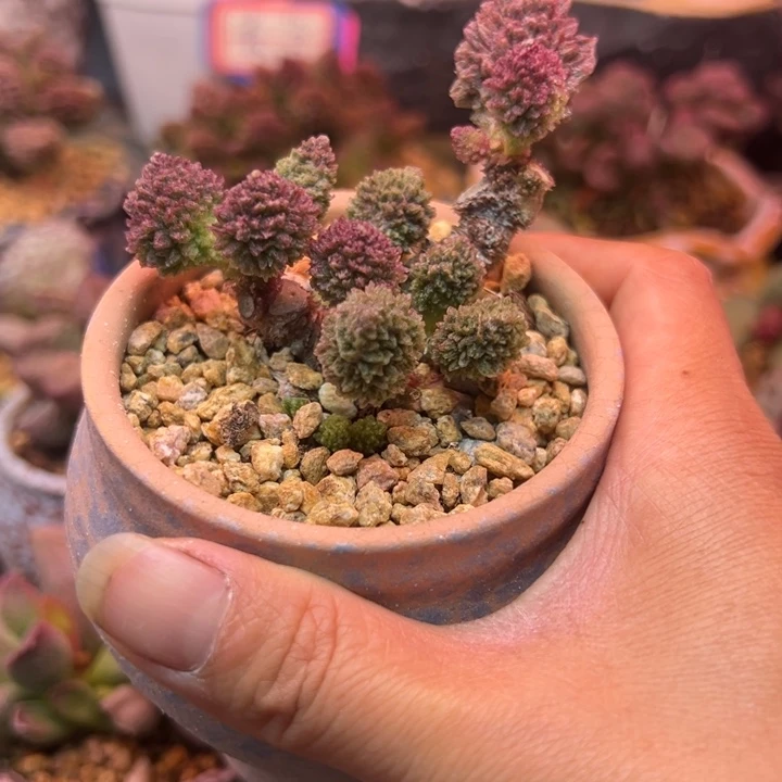 一物一拍，感谢支持