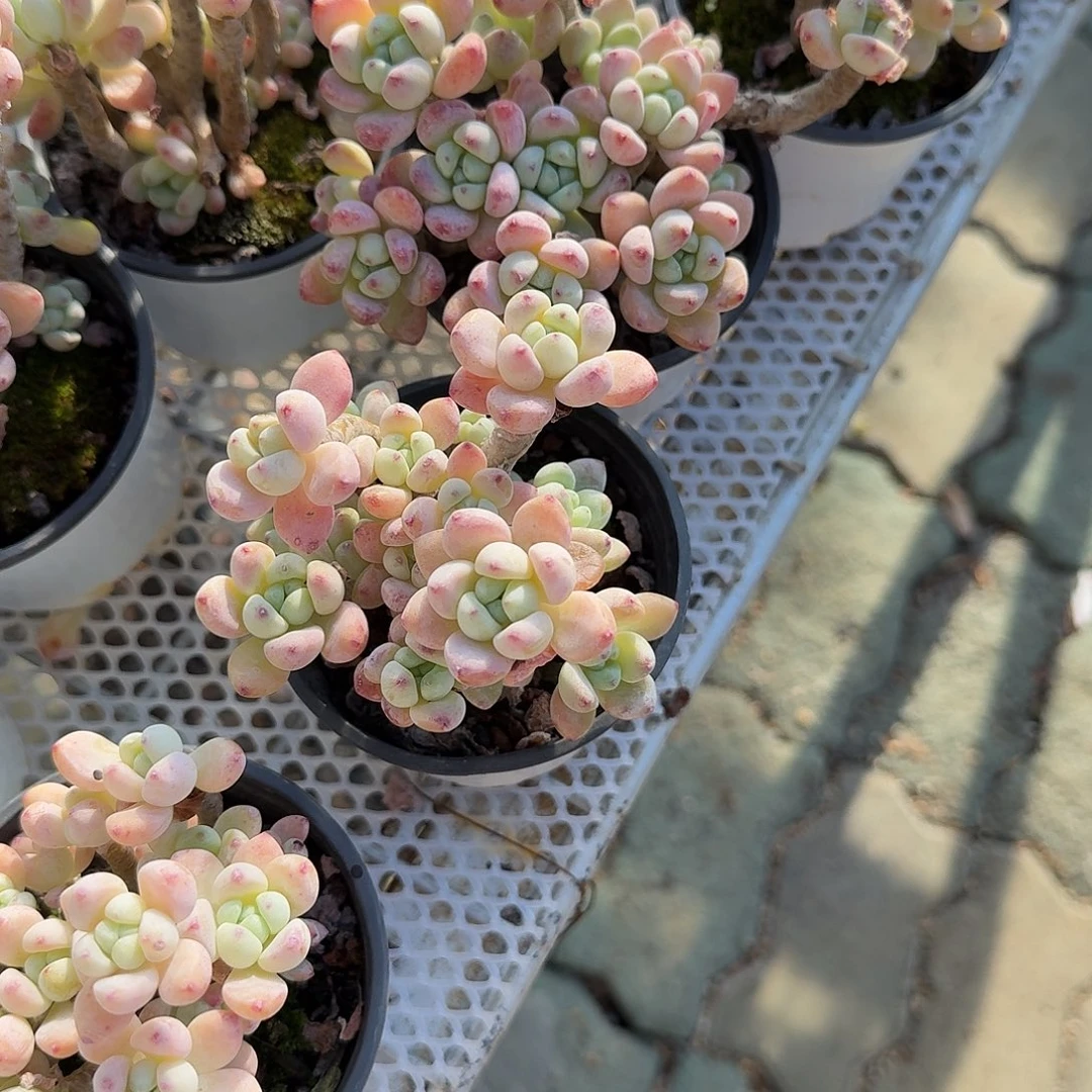 果冻罗琦多肉植物