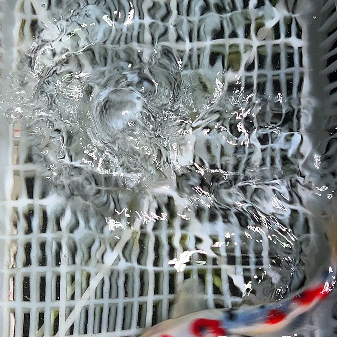 锦鲤锦鲤观赏鱼11111