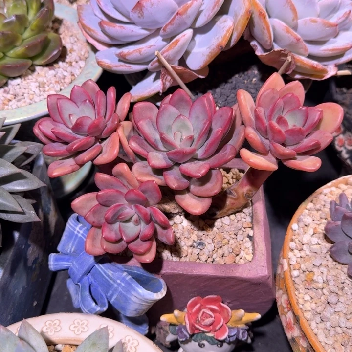 元气泡泡 群生 一物一拍