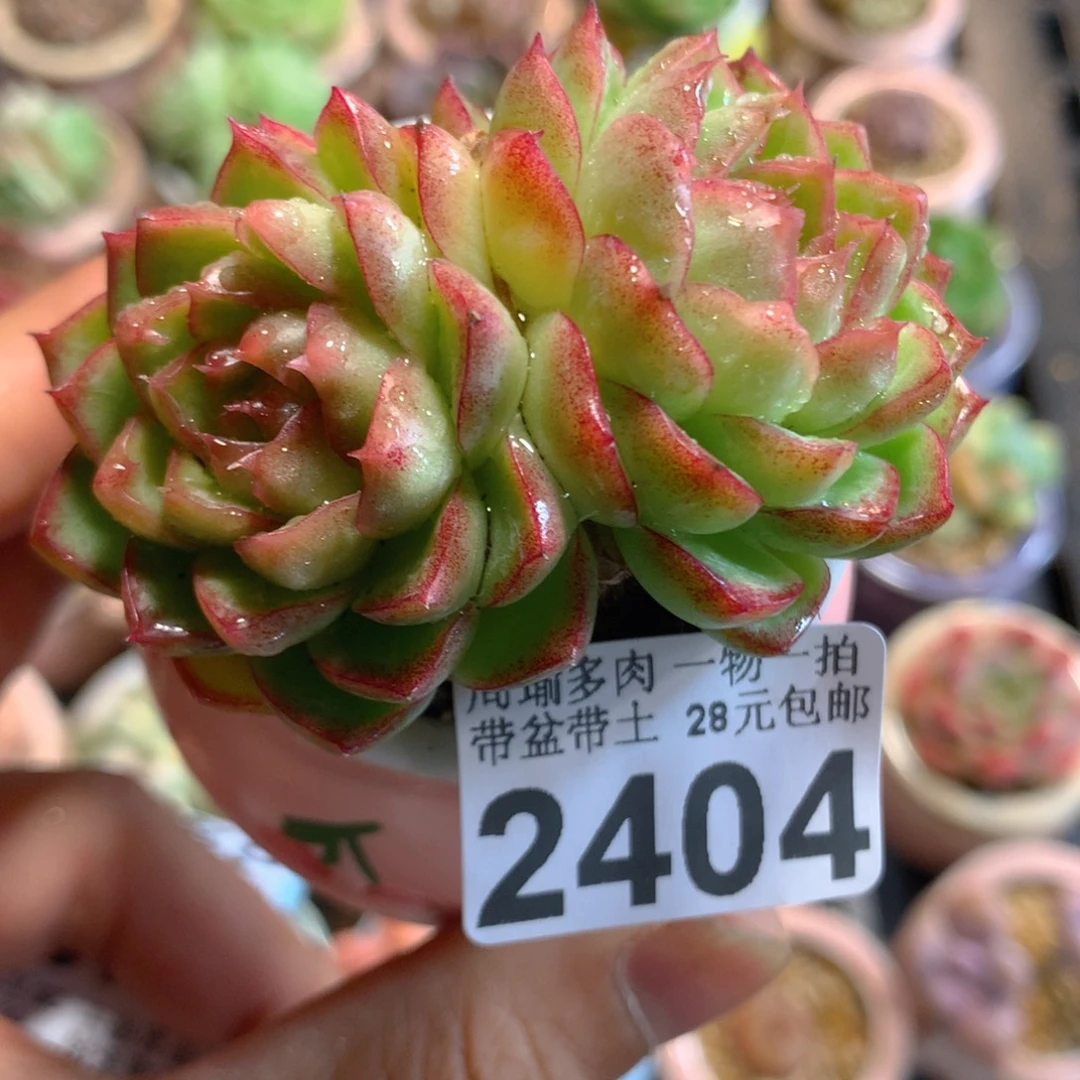 精控多肉植物2404