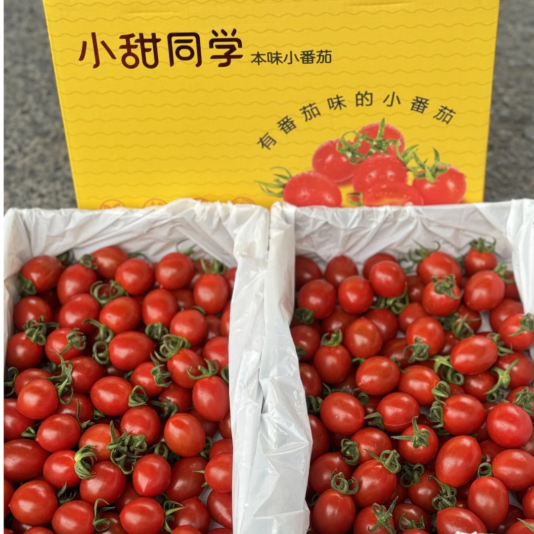 小甜同学 爆汁小番茄