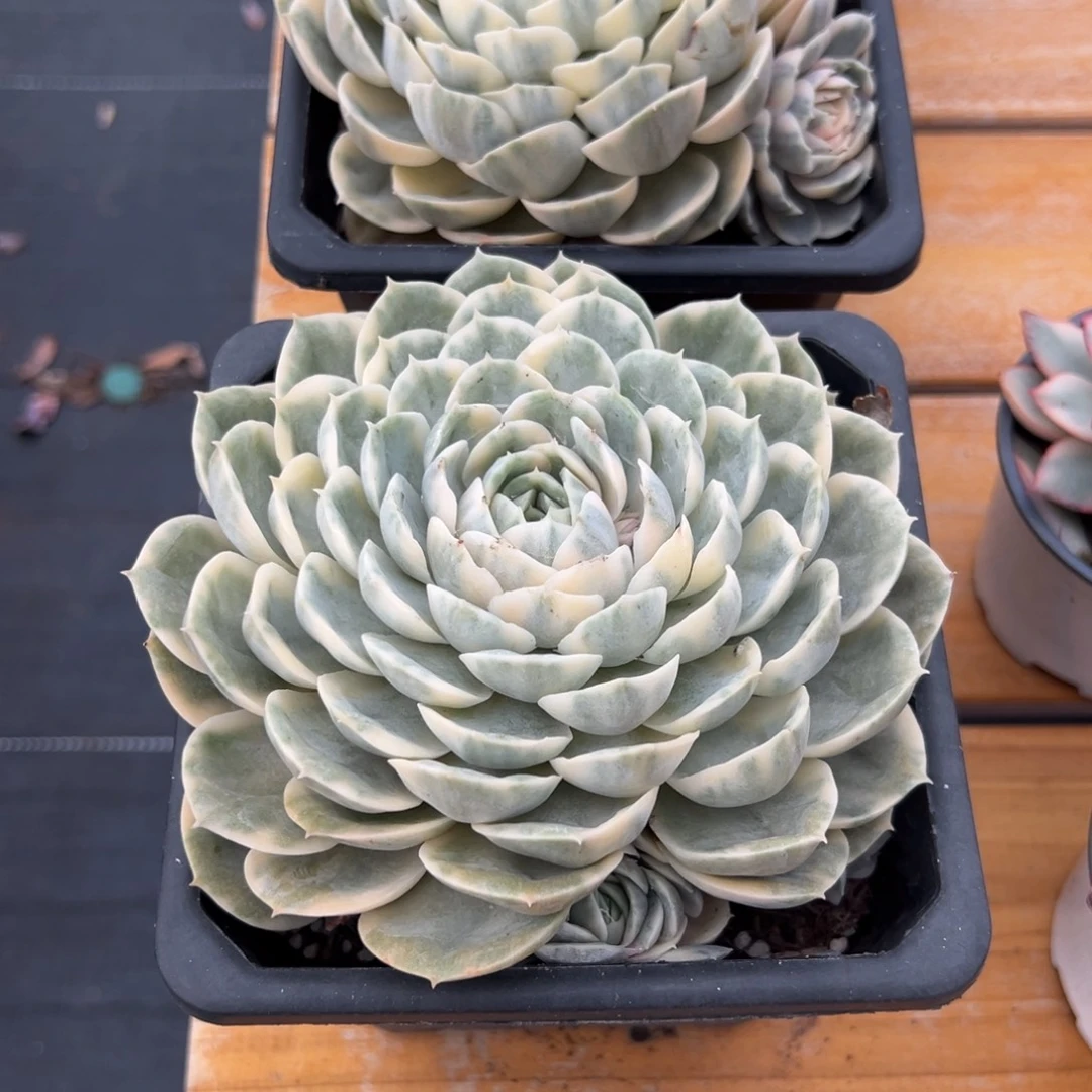 多肉植物昂斯诺锦