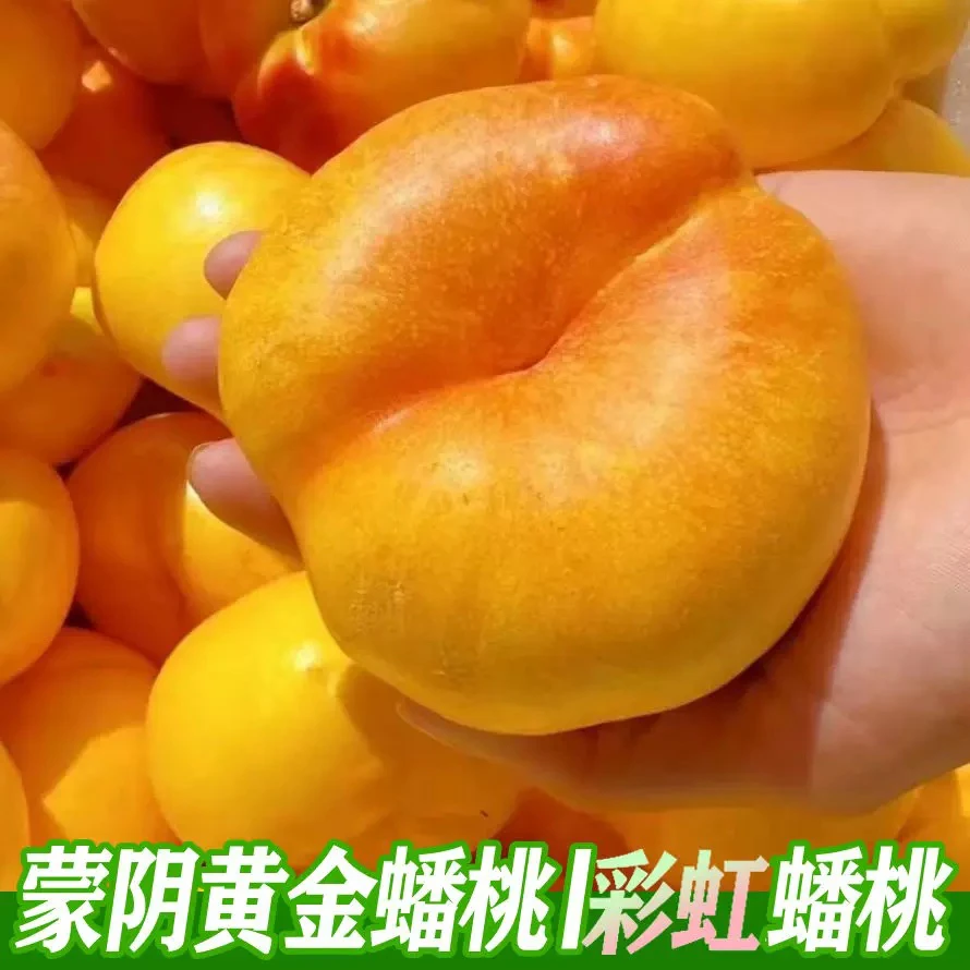 山东蒙阴黄金油蟠桃新鲜油桃甜嫩多汁皮薄现摘水果坏果包赔