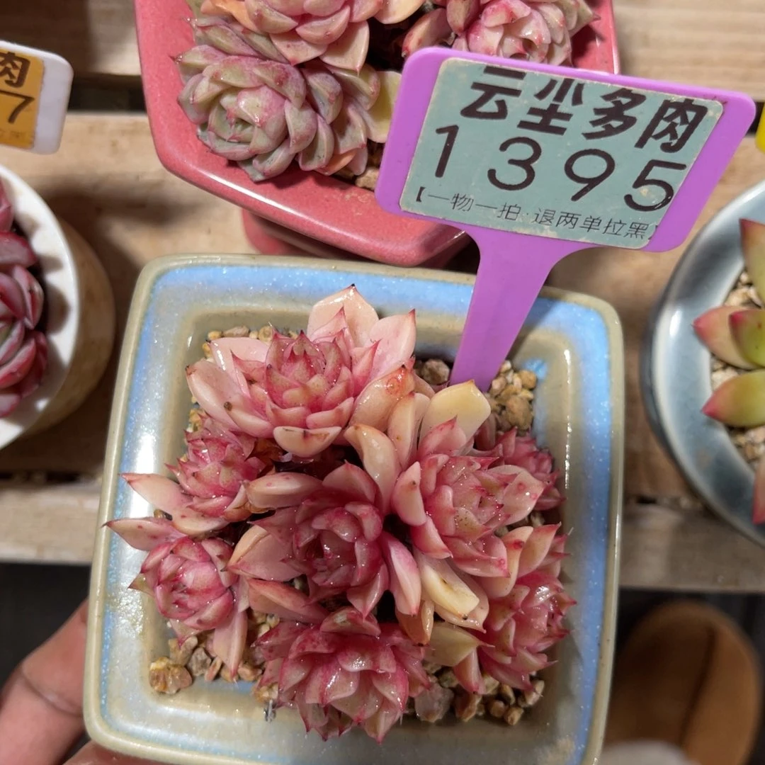 云尘多肉一物一拍不含盆1335