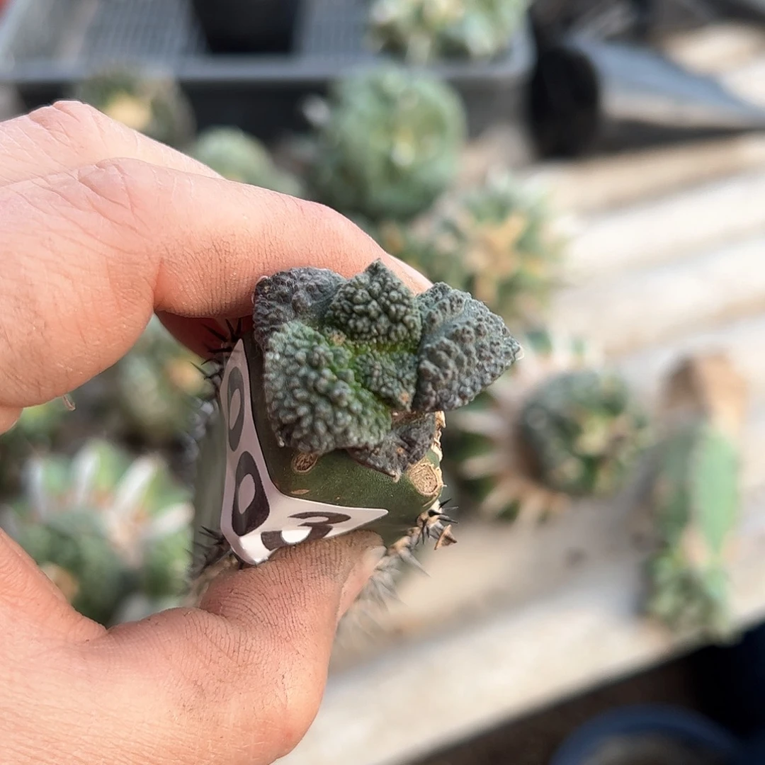 003哥斯拉新年快乐mmm