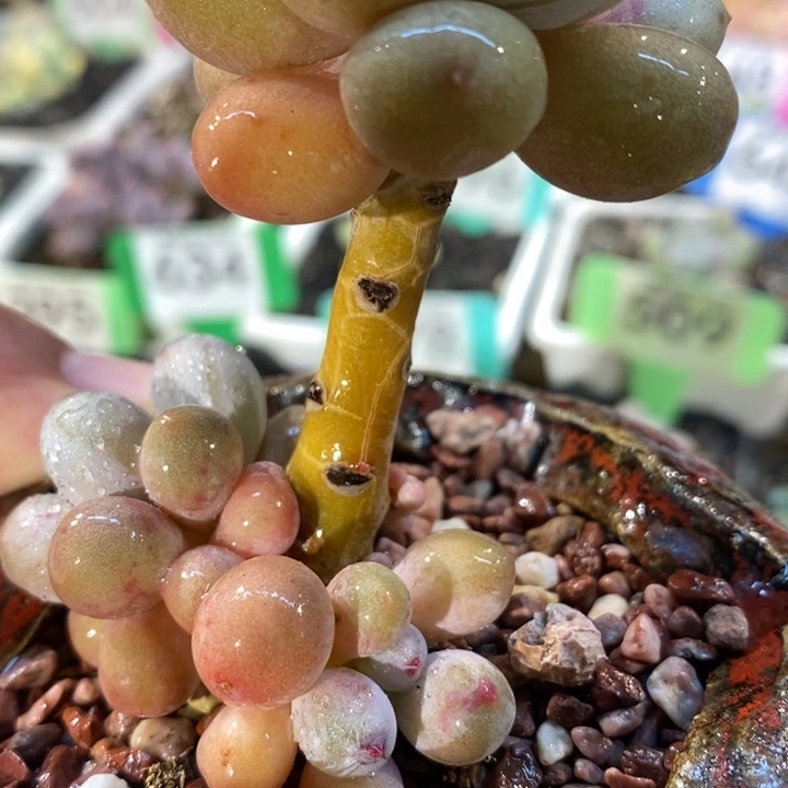 桃花奶，潜力股啊啊啊啊啊啊