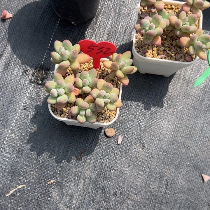 无花朵屋****?多肉葡萄等经济林木中