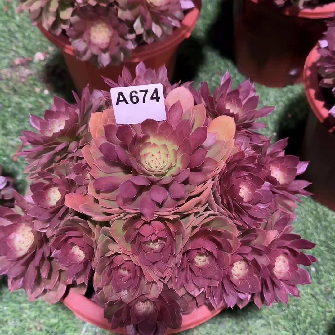 多肉植物桃花石674