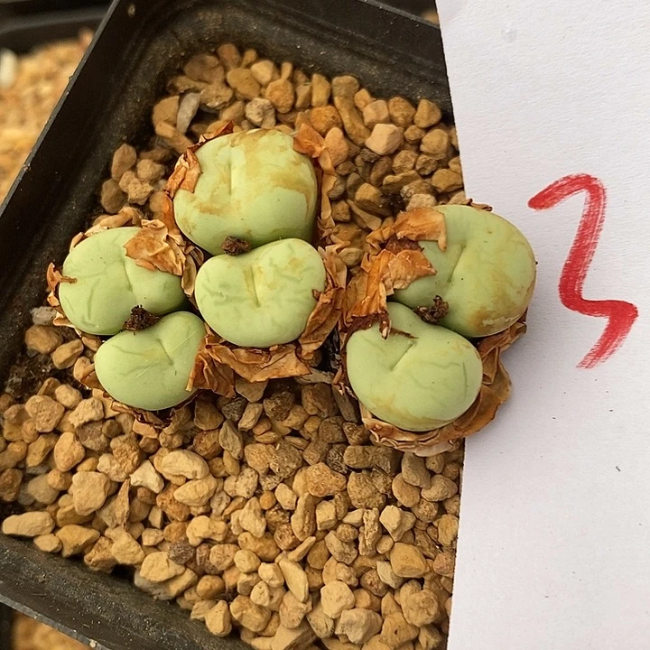 3121大型嘴一群一群