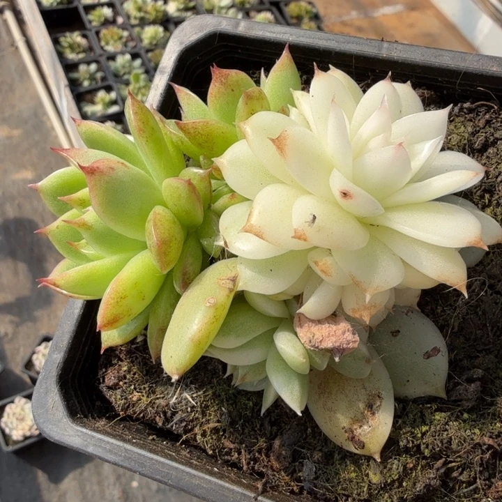 黑水晶锦腹欧你锦底座