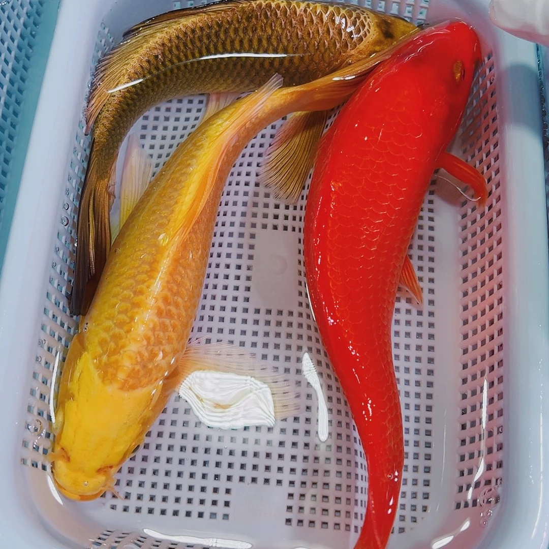 锦鲤锦鲤冷水鱼观赏