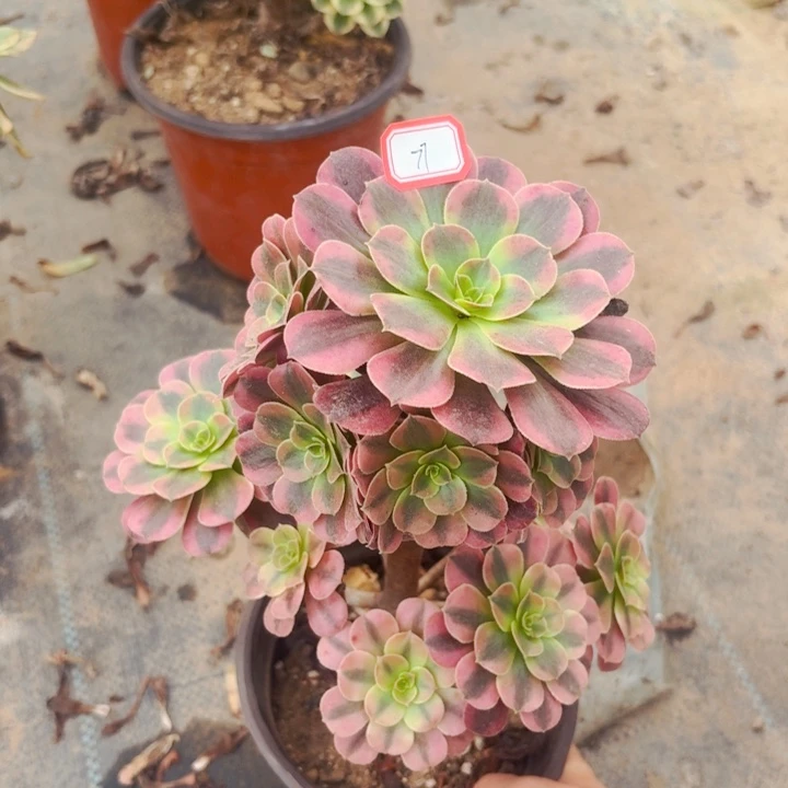 美杜莎锦中锦77法师多肉