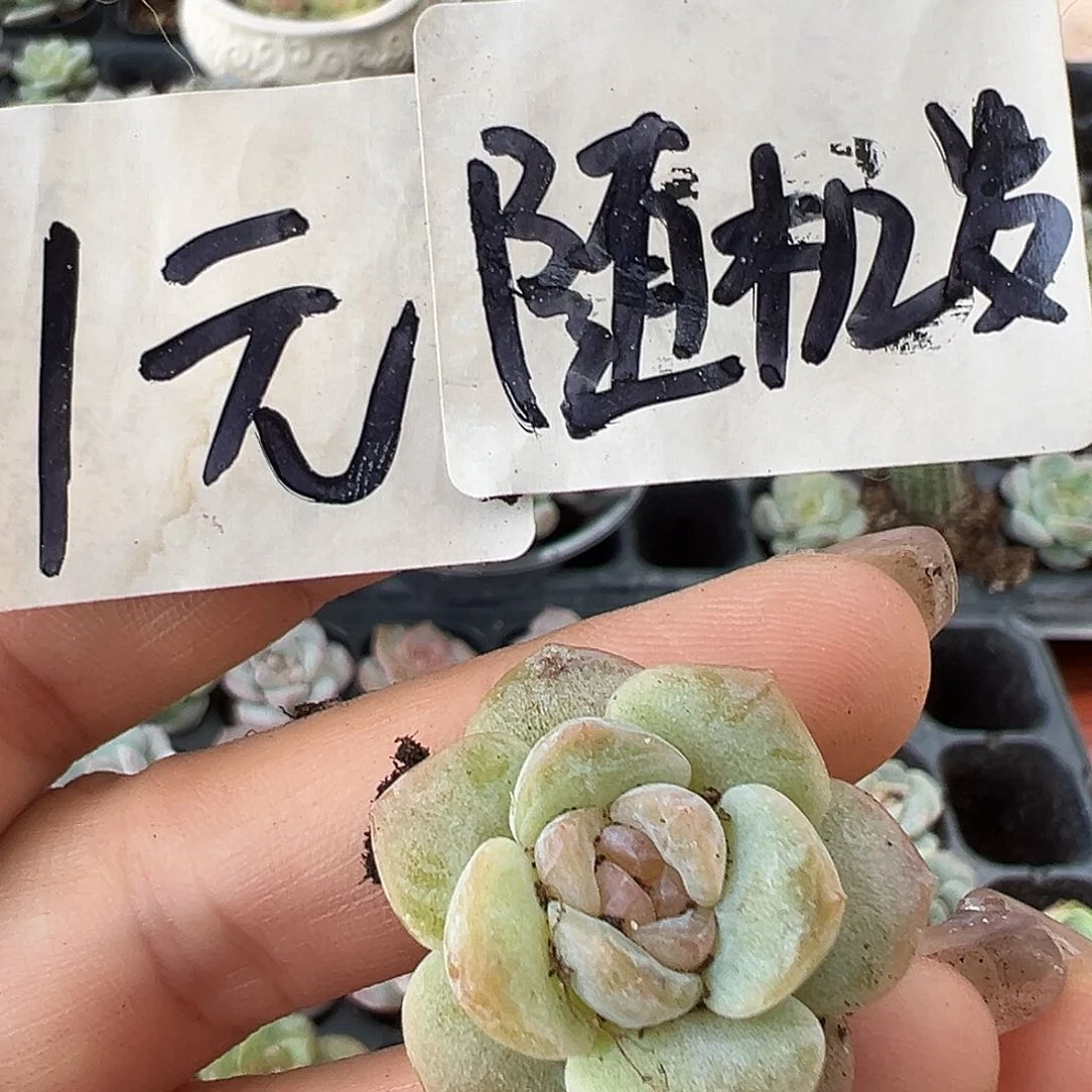 1元满19.9包邮非偏远地区