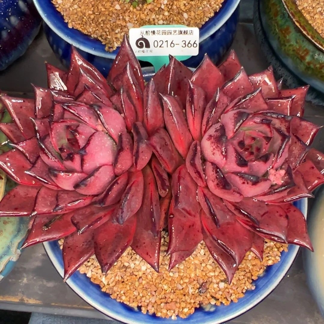 从前慢多肉精选编号0216.366