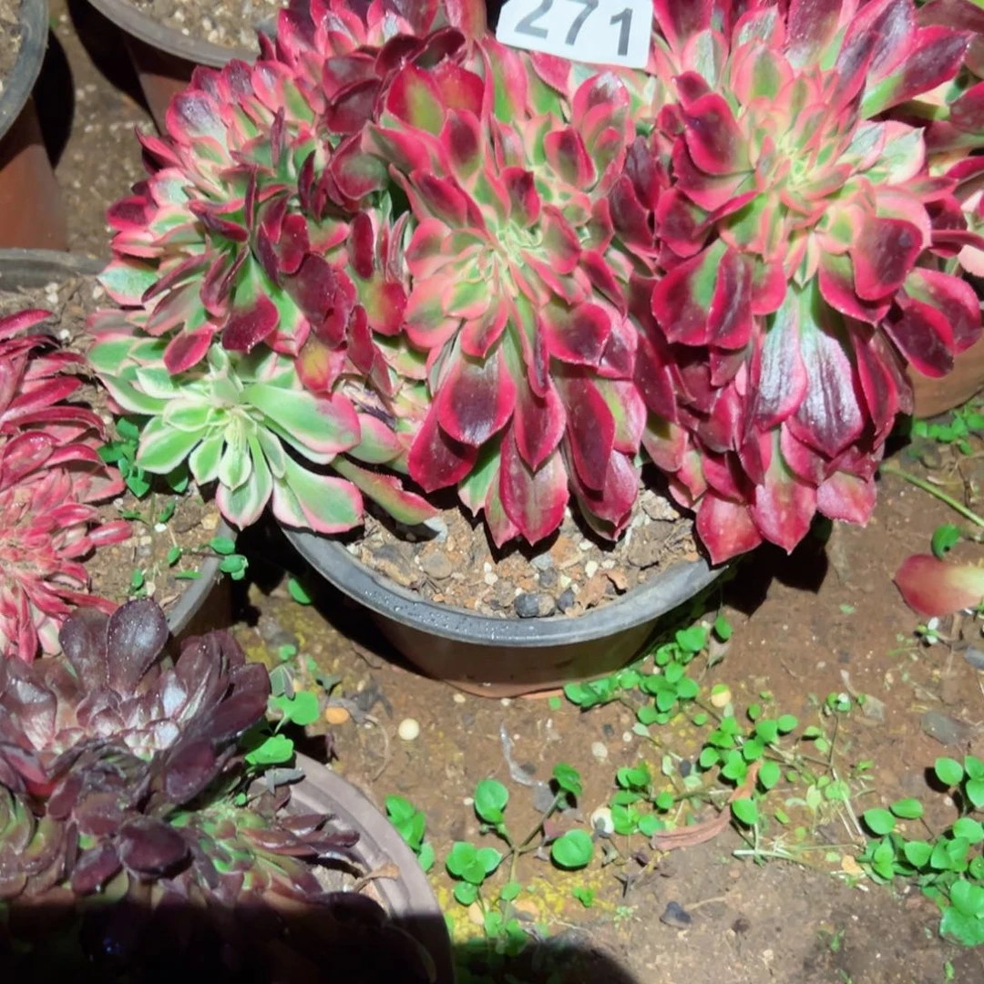 271 号多肉植物福利