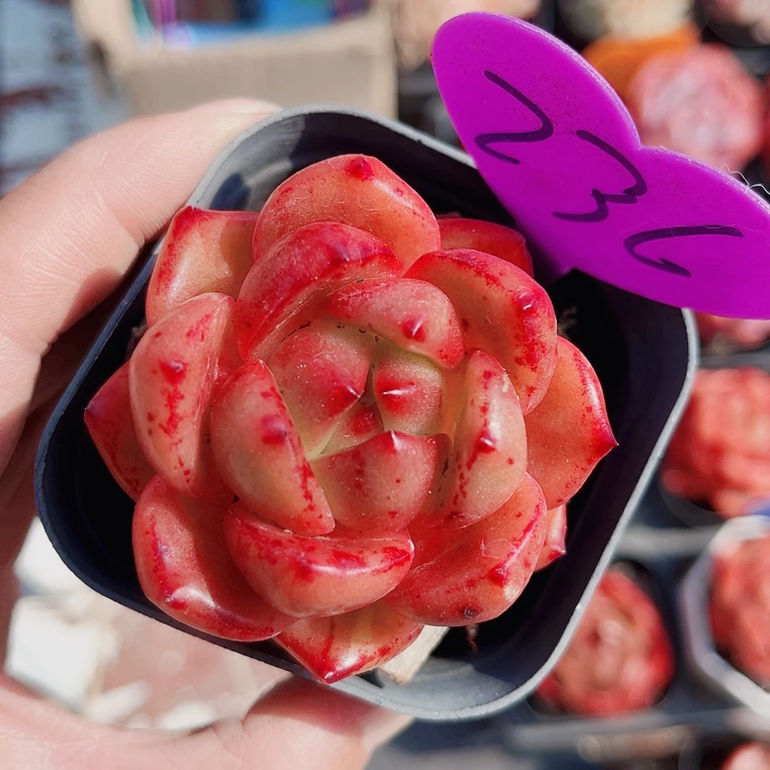 236号小老桩安可珍妮单头