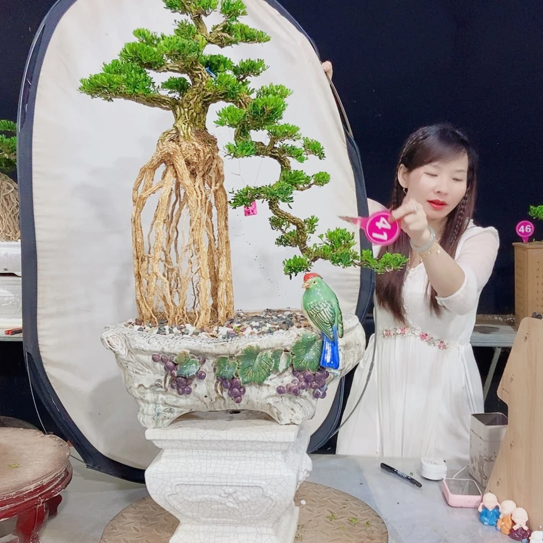 啊***布无花朵广东小叶黄杨