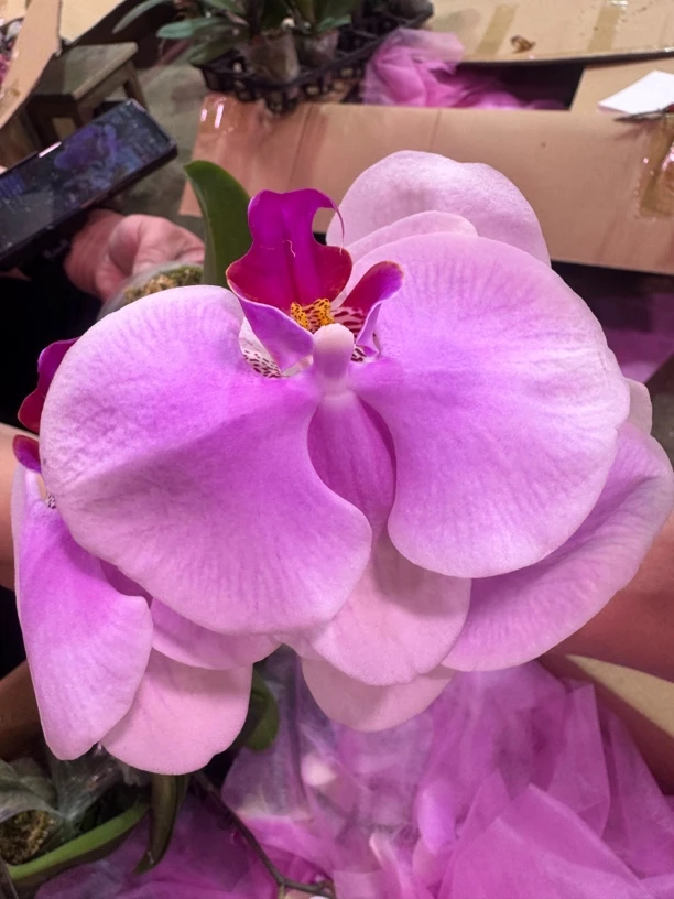 2颗蒙娜丽莎蝴蝶兰，