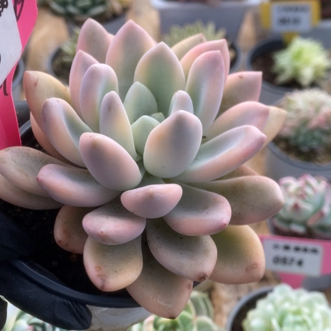 465新奥普锦锦锦锦锦