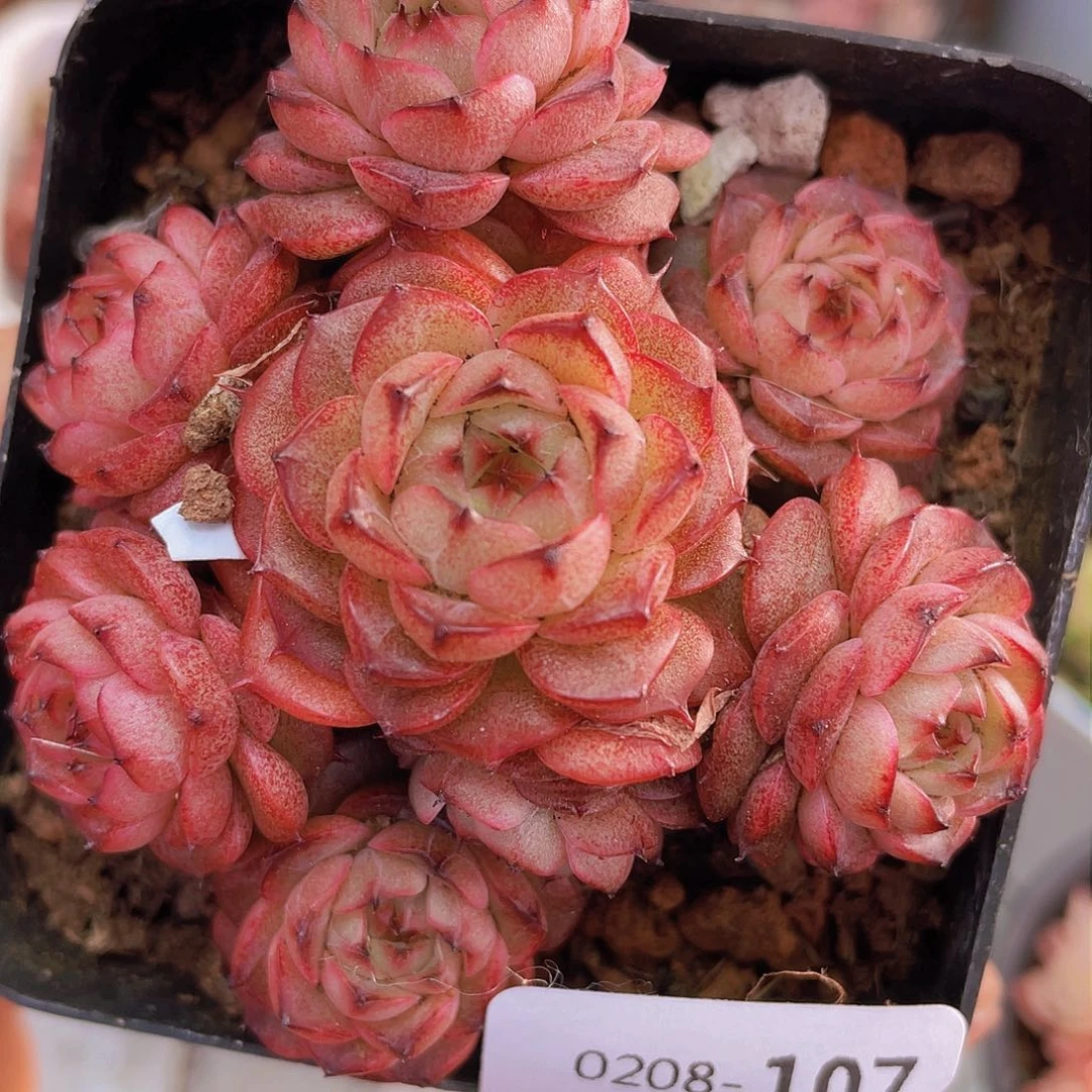 00000000000000000107量拍