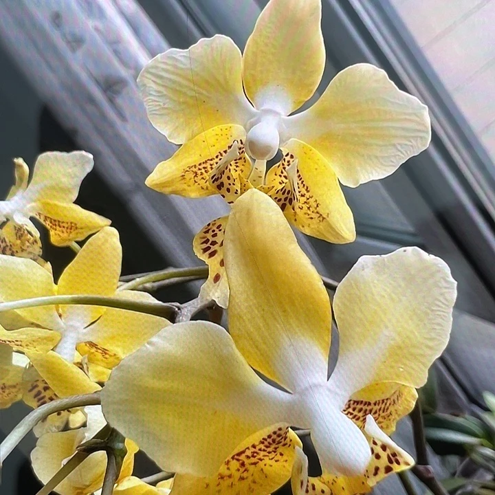 完全开放浓香肉桂香黄史2.5寸带花剑根少可挑苗