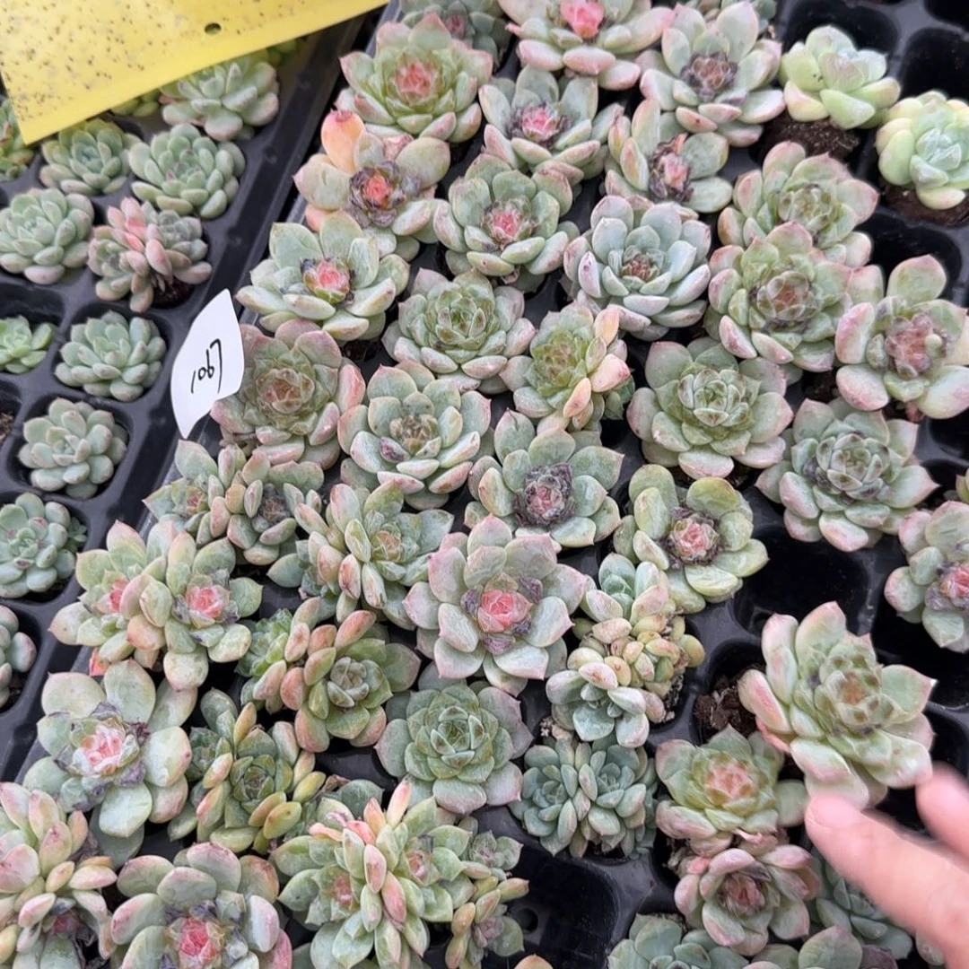 1067 号两半框满20包邮