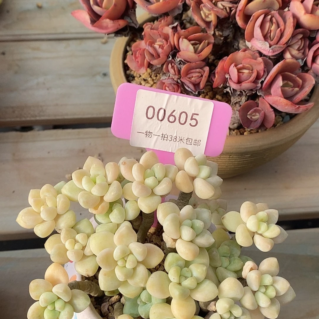 00605奥瓦不咯哦哦