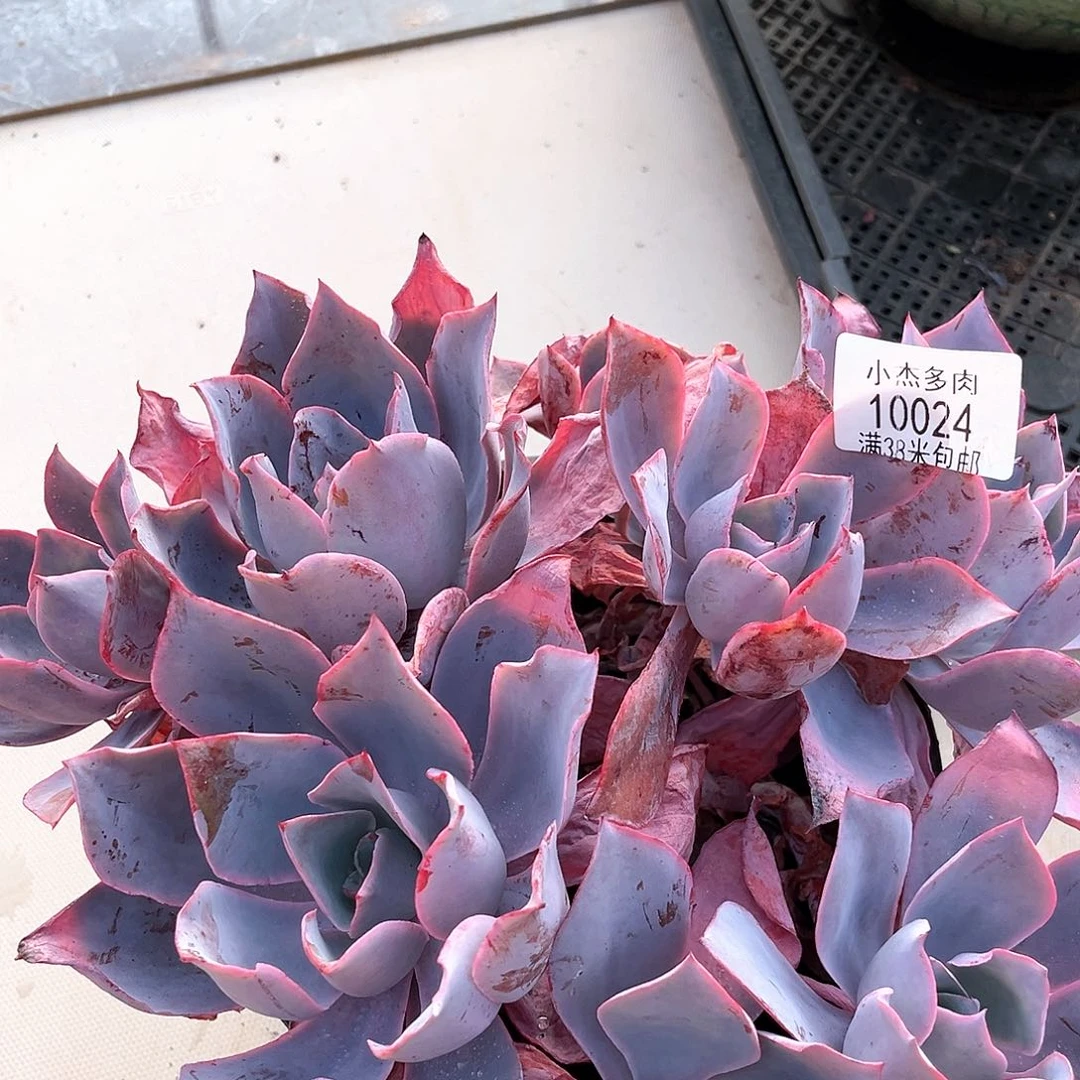 小杰晚霞仙子10024