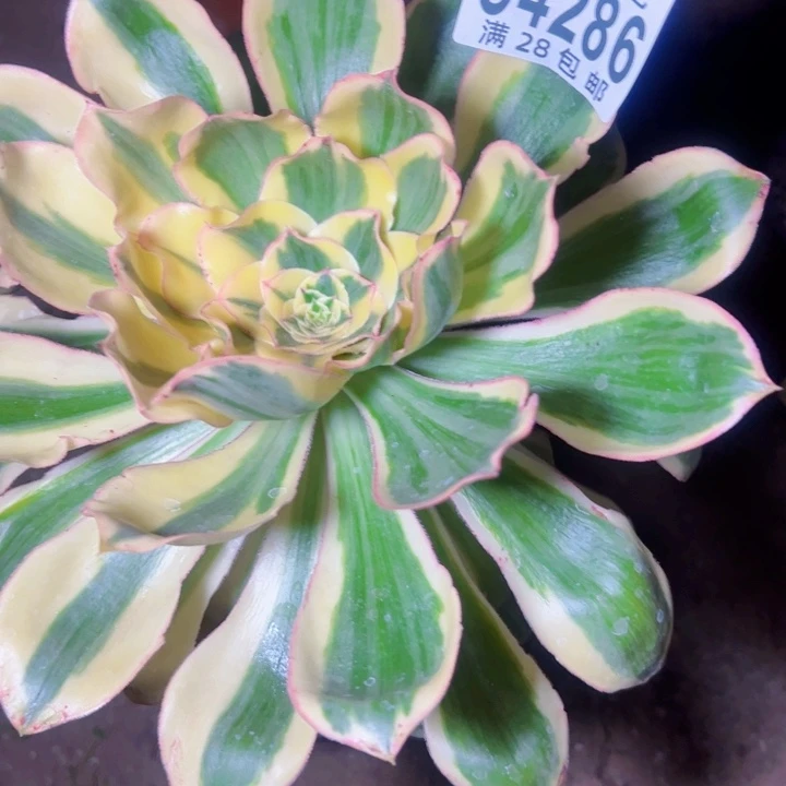 会****人4286多肉植物燕姿锦法师法师