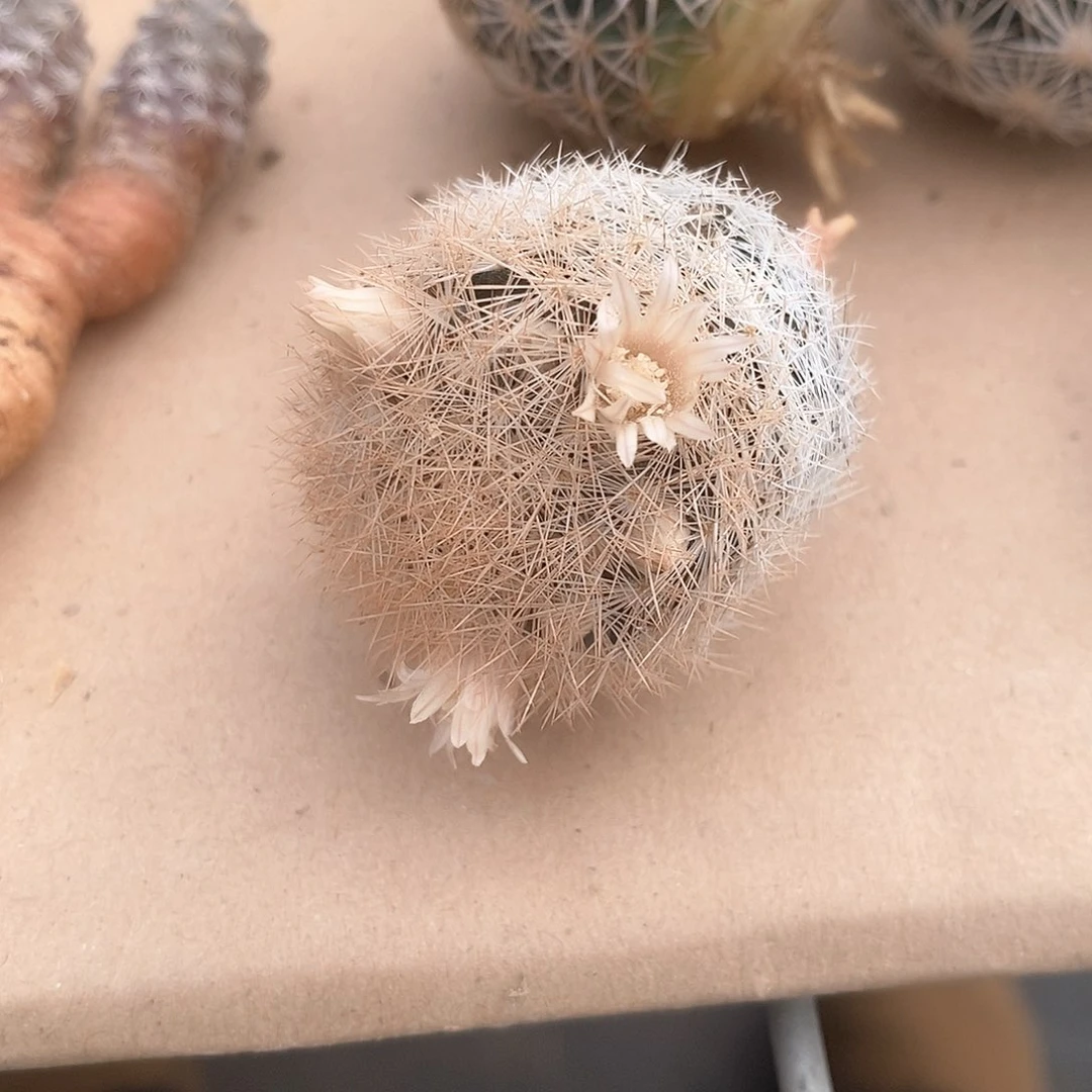 红姬玉实生3.2公分