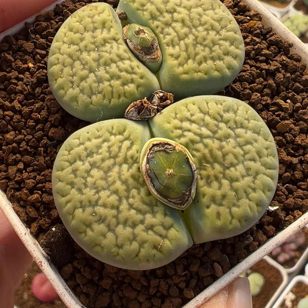 023多肉植物种类多样