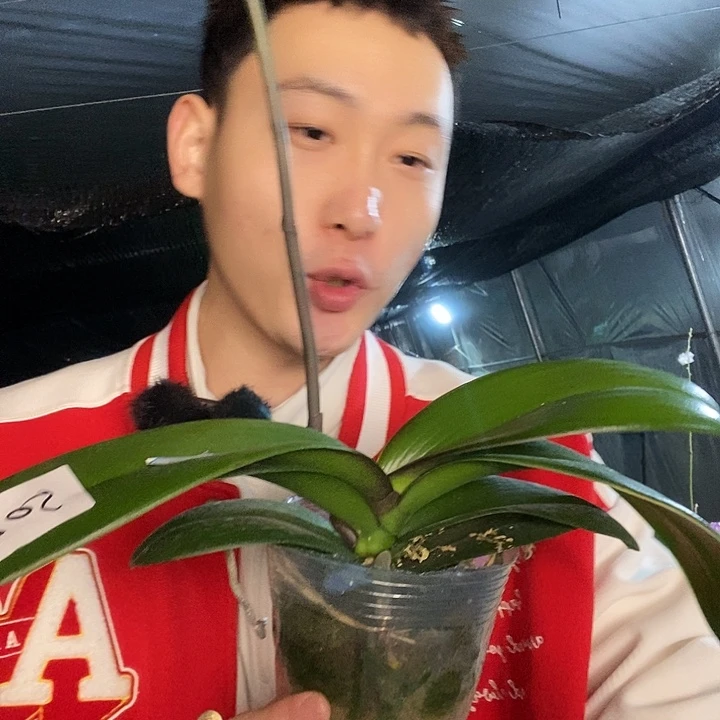 无花朵508蝴蝶兰带花剑