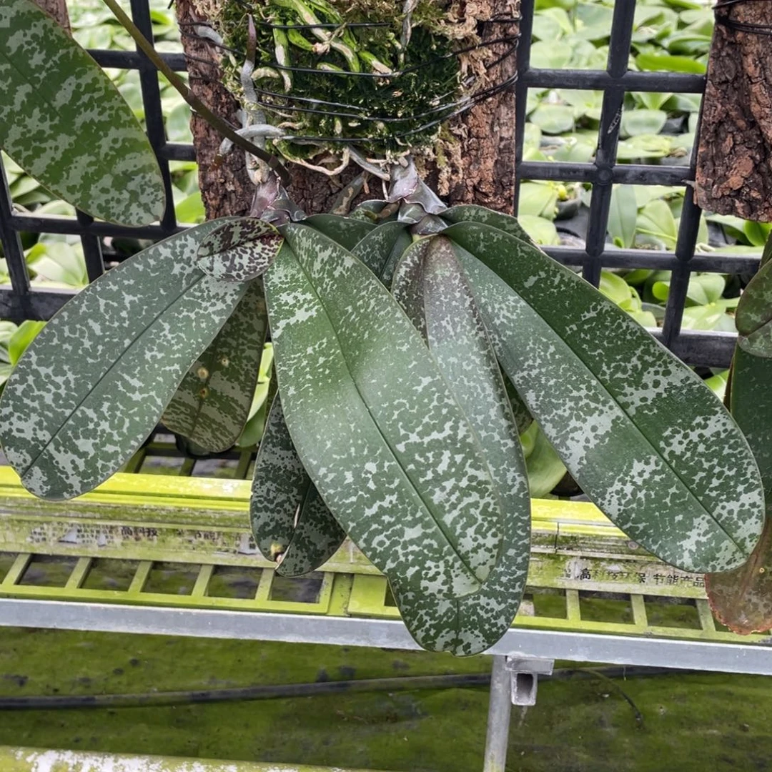 当前无花栽培后可以开花（板植）山採史，原价680，放漏