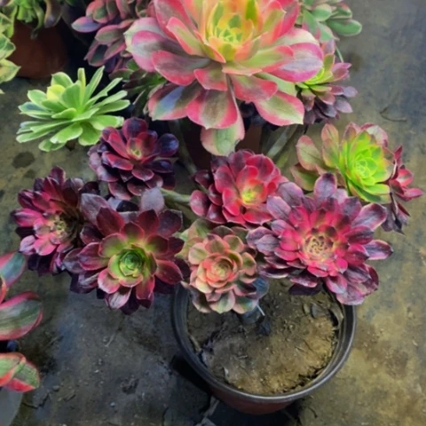 嫁接的彩树多肉植物2445