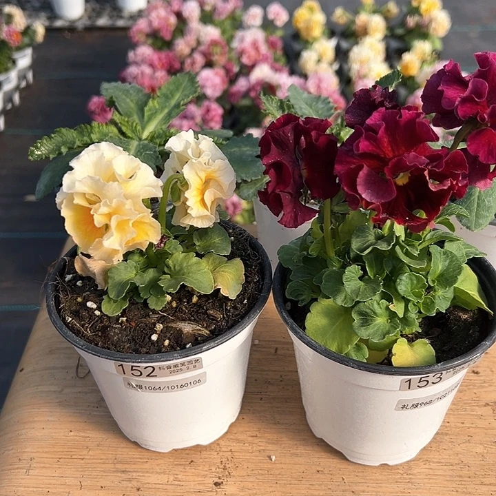 水晶抖音直播闪拍152-153