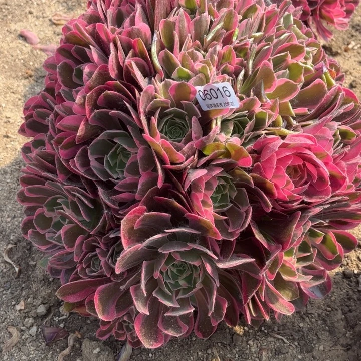 06016不加迪多肉植物了