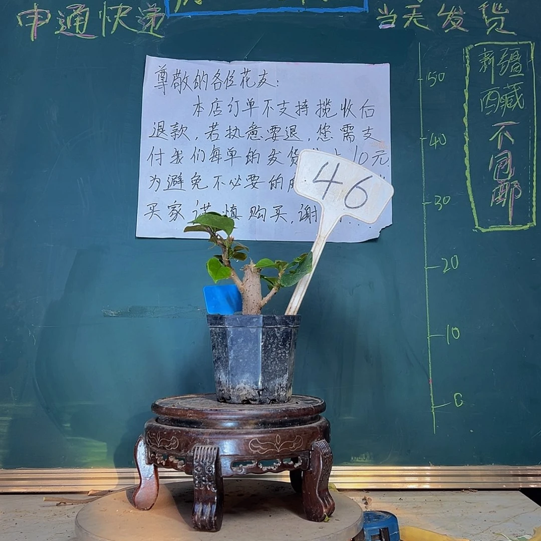 当前无花栽培后可以开花印度画报 大宝46