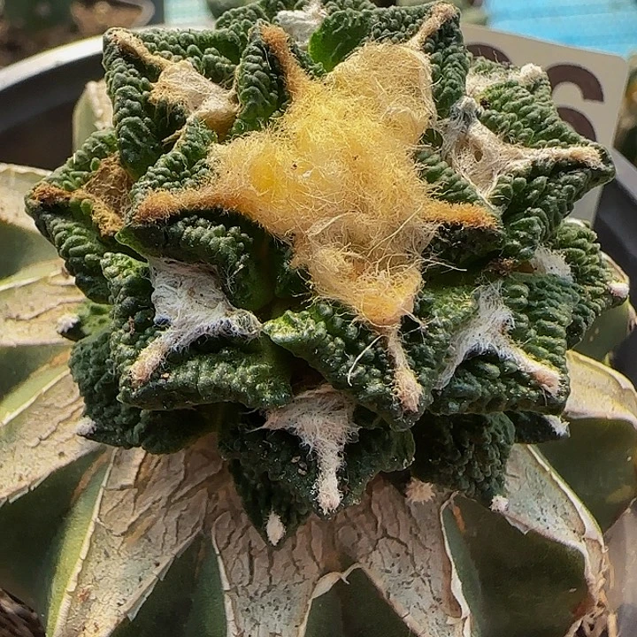 辛顿黑牡丹326。