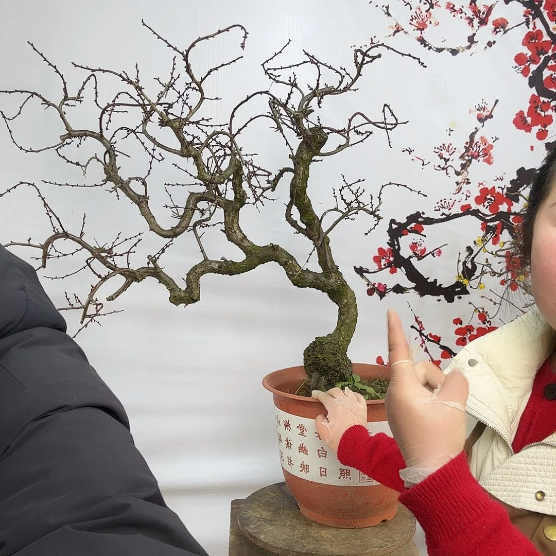 静***慧完全开放梅花落在了我的心上我