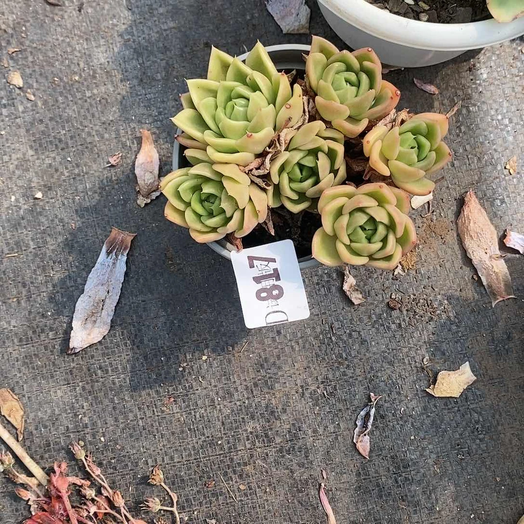 徽*⁶817白玫瑰多肉植物