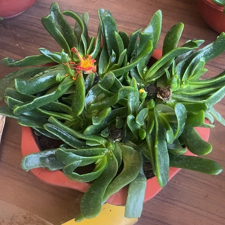 佛手托金一物一拍318