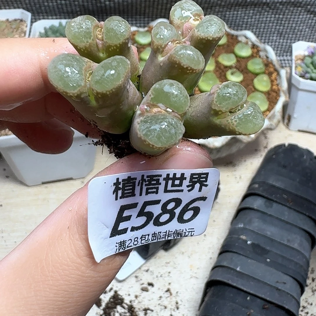 多肉植物的人生fghn