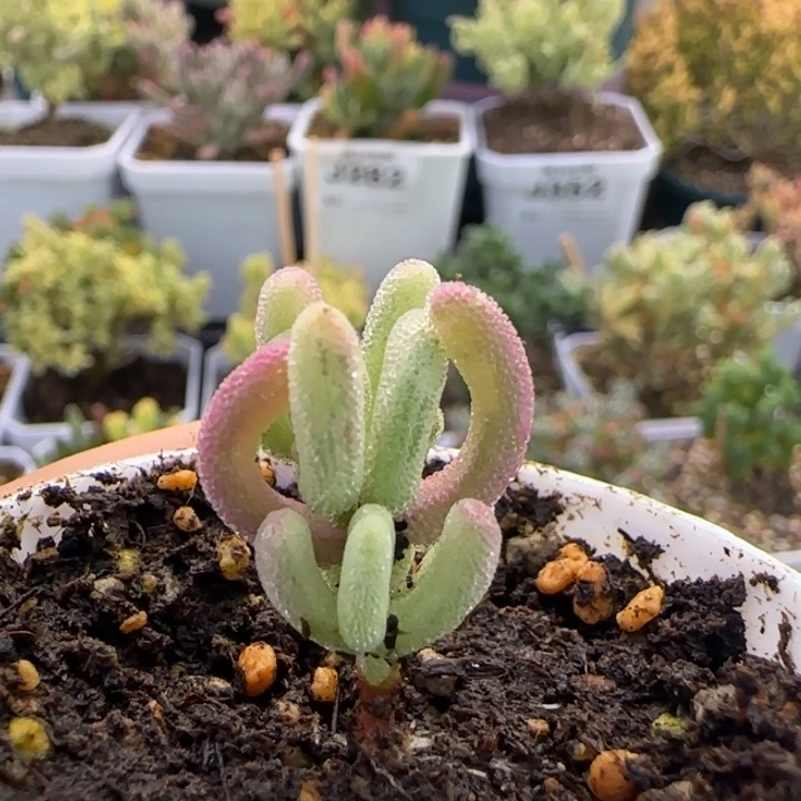 374-紫闪光植物枝干