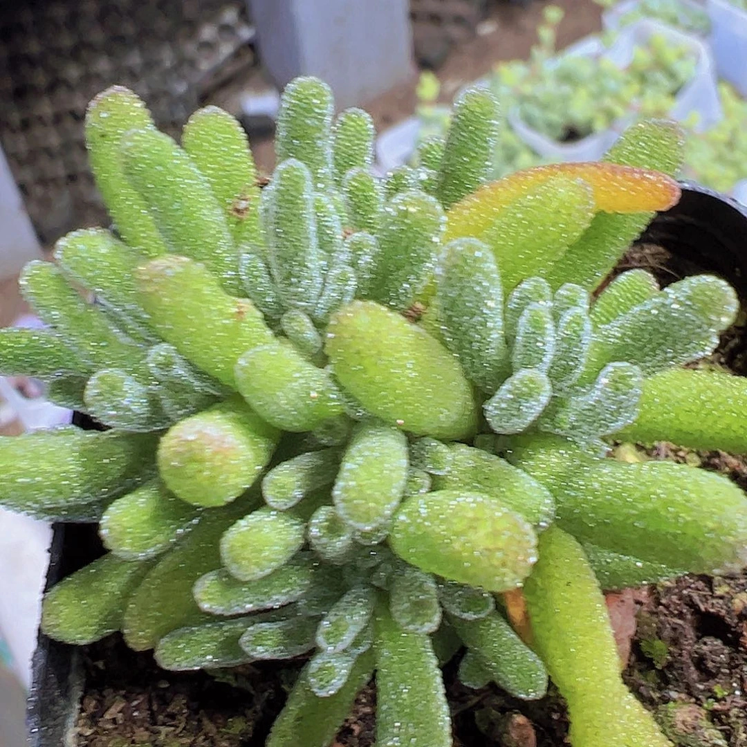 冰晶荧光枝干19包邮