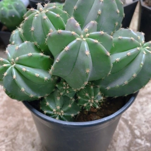 微刺虾仙人球25米仙人球